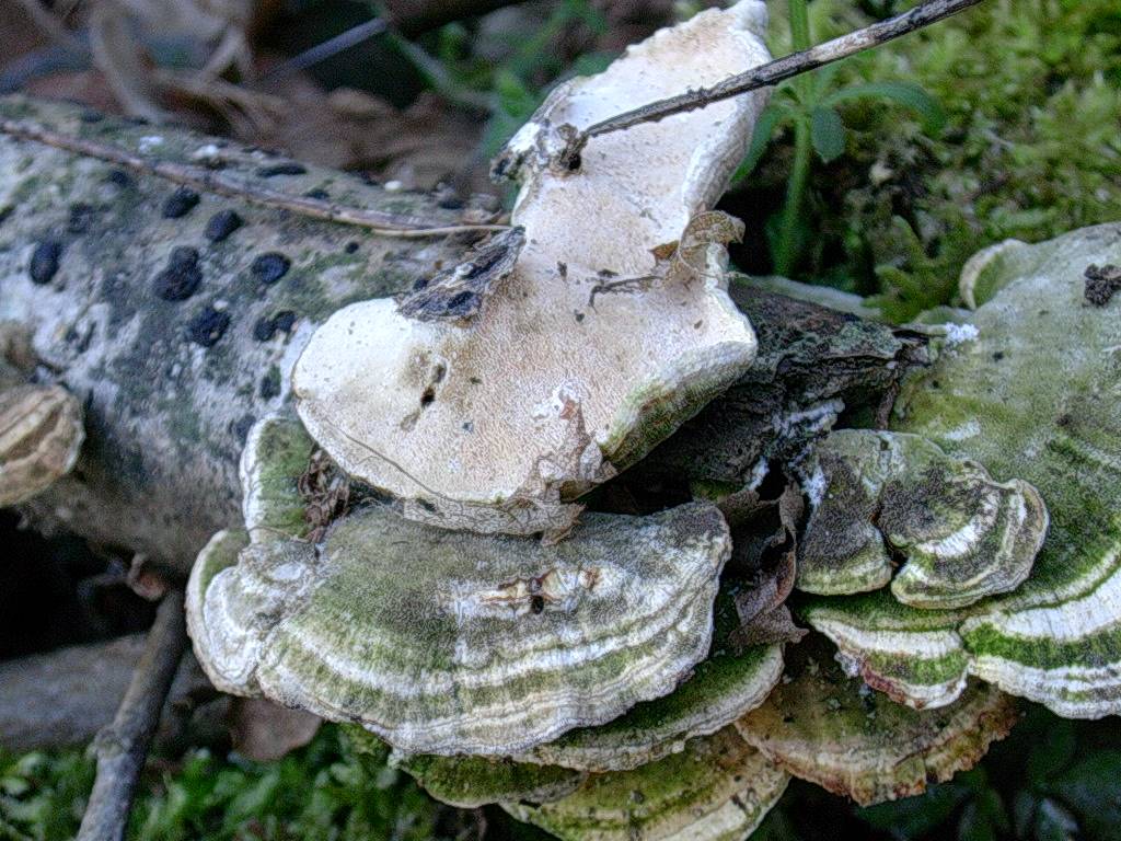 1322 Aprile vecchio ritrovamento